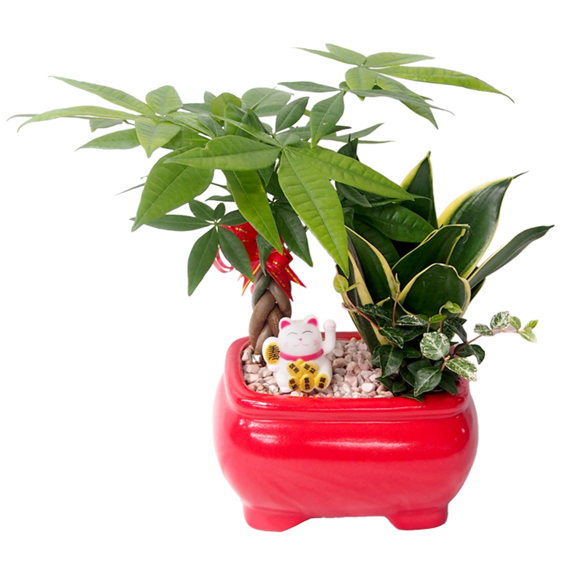 20260303 chinese new year plant (2) CNY-819 ONG ONG